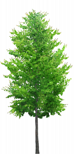 tall green tree with rounded leaves